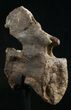 Diplodocus Caudal Vertebra - Dana Quarry #10151-4